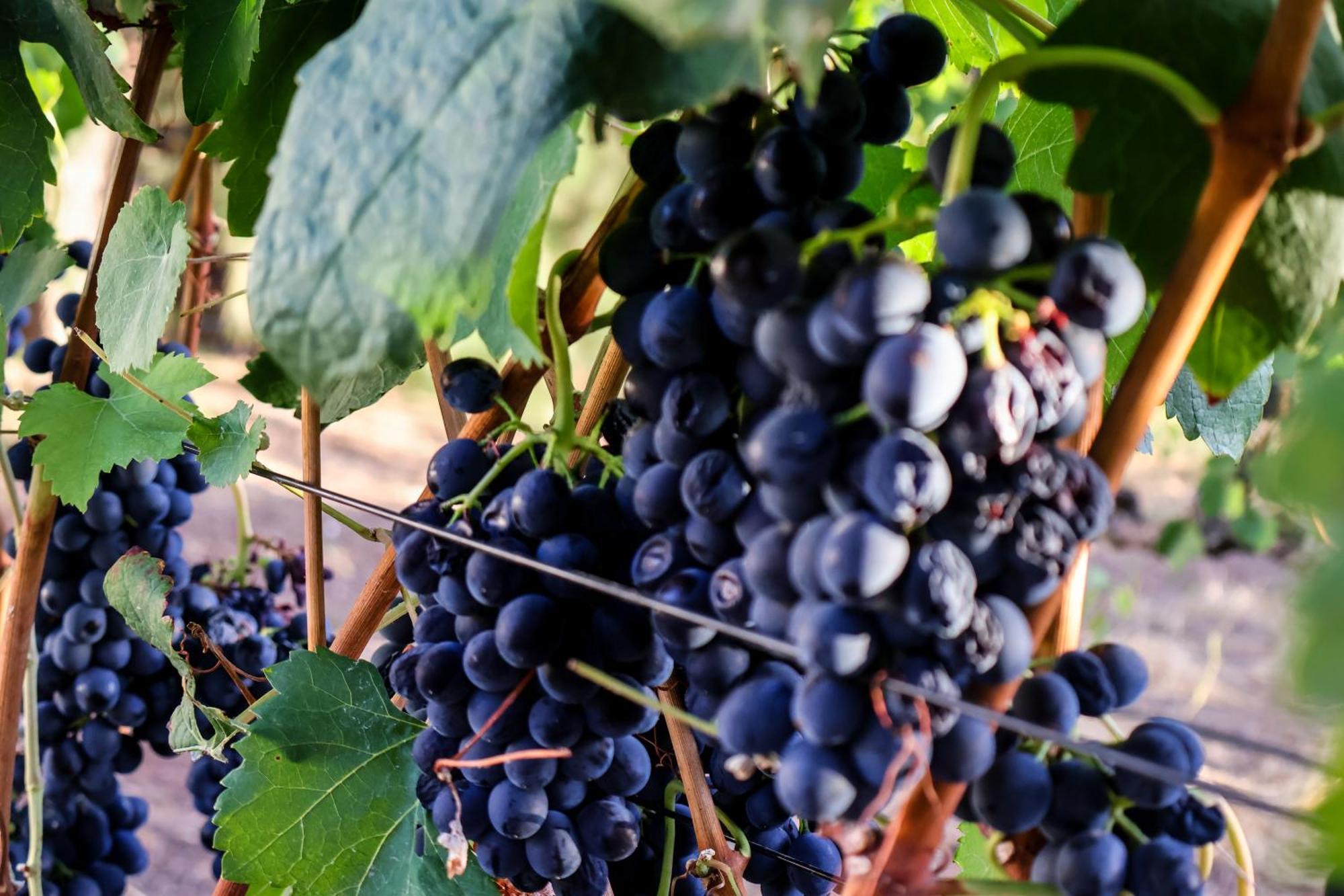La Villa Franschhoek Kültér fotó